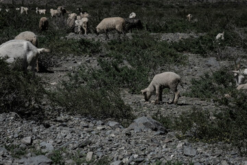 Fototapeta premium Sheep Eating