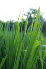 Fototapeta na wymiar The dew is present every day