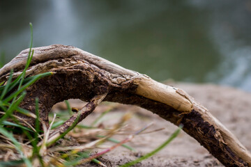 Tree Root on the River