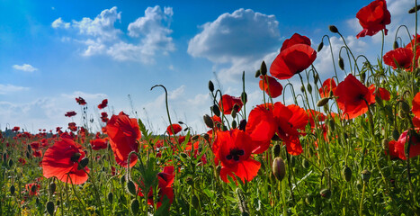 Poppies meadow in summer under blue sky