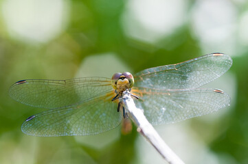 Dragonfly on a branch looking at camera