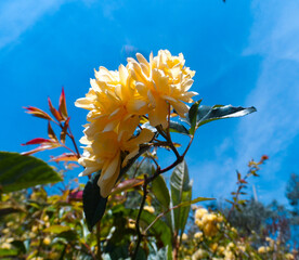 las rosas amarillas son esplendidas pero tienen espinas a tener cuidado 