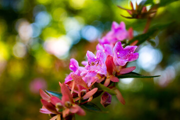Obraz premium pink flowers in the garden