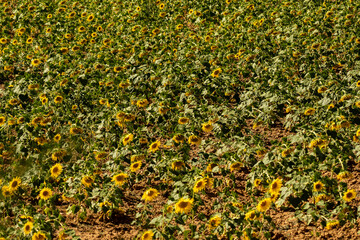 Big sunflower field in Spain in summer sunny day