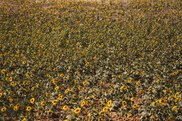 Big sunflower field in Spain in summer sunny day