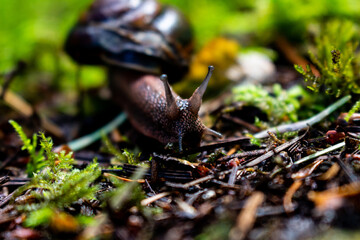 Close up Snail