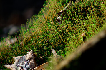moss on the stump