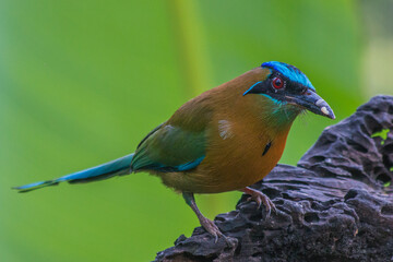 Blue-Crowned Mot Mot in Costa Rica