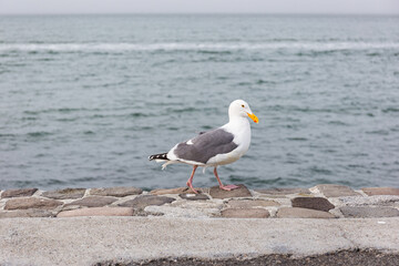 Seagull by San Francisco Bay