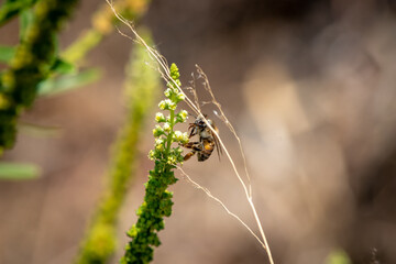 Polinizadora descansando