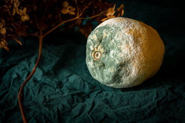 Fototapeta na wymiar Texture of blue mold on the yellow lemon. Spoiled rotting lemon with mold on a green rustic background. Blue-green mold on citrus fruits. Close up