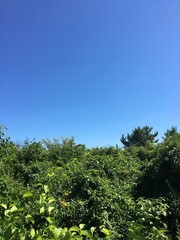Green Nature & Blue Skies
