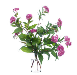 Spiraea japonica (japanese spiraea or korean spiraea) in a glass vessel on a white background