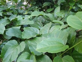 Green leaves pattern background, Natural background and wallpaper