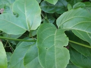 Green leaves pattern background, Natural background and wallpaper