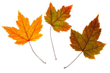 Maple colorful bright leaves on a white isolated background.