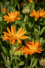 Growing flowers calendula, marigold with leaves with sunny day. Floral summer background.