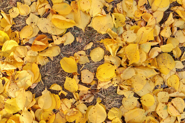 Yellow autumnal leaves of fruit tree covering dry grass on ground
