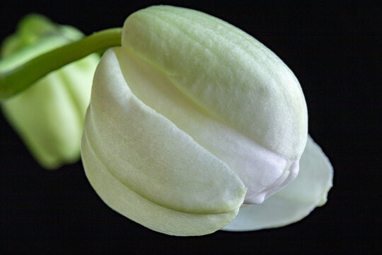White Orchid bud just beginning to open, macro horizontal studio shot on black background