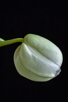 White Orchid bud just beginning to open, macro vertical studio shot on black background