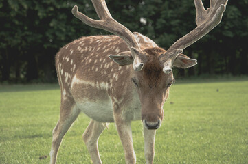 Naklejka na ściany i meble Deer in park on grass