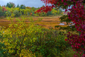 Fototapeta na wymiar Autumn along Duck Brook Road, Acadia National Park, Maine