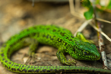 green lizard on a tree basking in the sun eyes closed