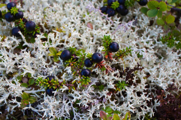 Bush of crowberryin on the reindeer moss background, the murmansk forest