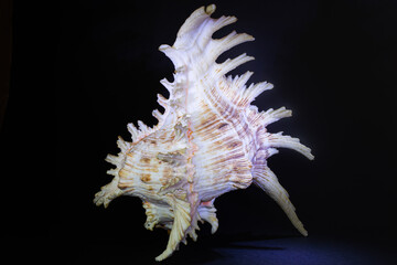 white and brown seashell from the south seas