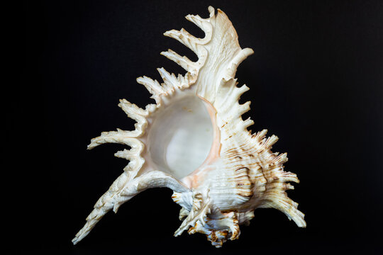 white and brown seashell from the south seas