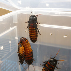 several large cockroaches are sitting in a plastic box
