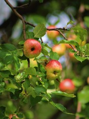 Apples hanging from an apple tree.