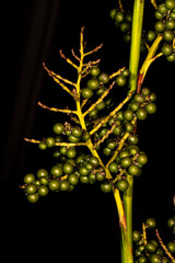 Fruits of Bush or Dwarf Palmetto (Sabal minor)