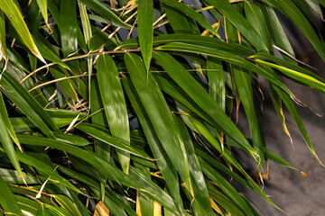 Japanese Arrow Bamboo (Pseudosasa japonica)