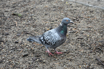 Gołąb © Patrycja