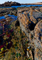 Layers of  Sand Stone, Mudstone and Marine Life at Low Tide on The Shoreline of Weston Beach,Point Lobos SNR, Big Sur, California, USA