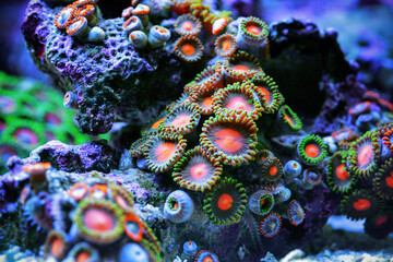 Underwater world. Zoanthida – colonial inhabitants of sea reefs.