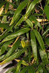 Obraz premium Wind Break Bamboo (Bashania fargesii)