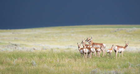 Pronghorn by a stormy sky