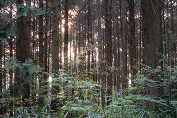 Sun through tree forest