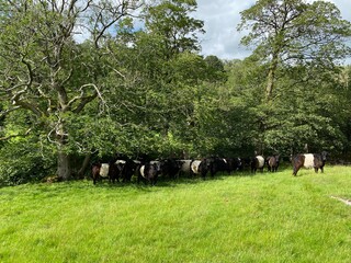 Cattle, sheltering under the trees, high on the hills above, Hubberholme, Skipton, UK