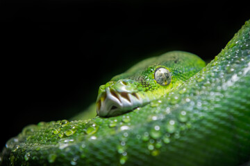 close up of a snake