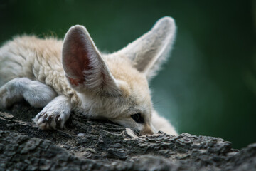 Fennec fox in the zoo