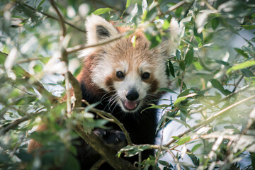 red panda in tree