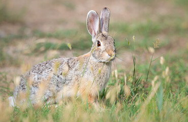 Hare