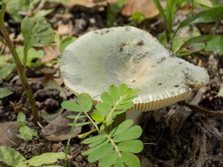 Beautiful Mushroom
