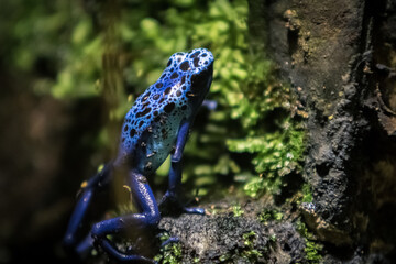 Blue frog