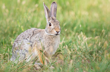 Hare
