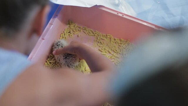 A small decorative hedgehog in children's hands
