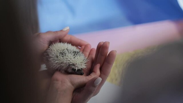 A small decorative hedgehog in children's hands